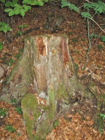 15-Vieux-bois-bois-mort-2.jpg